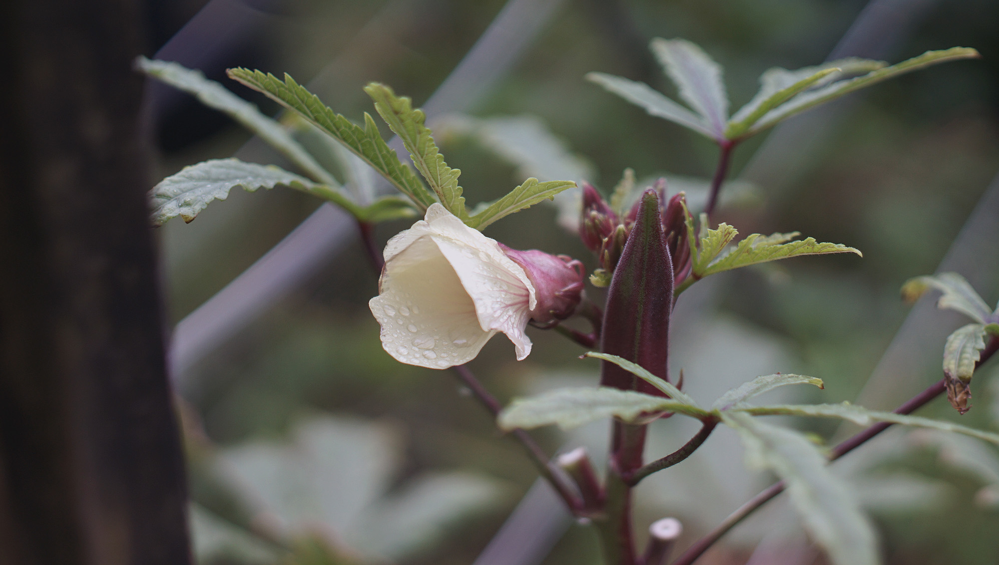 A young okra plant at the hospital