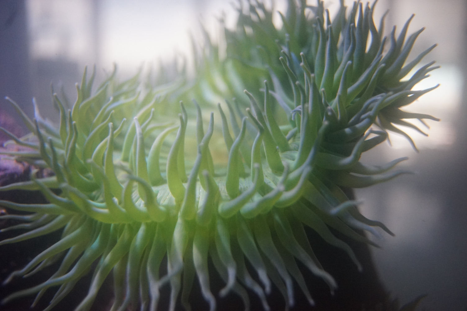 Green Sea Anemones I, Ucluelet