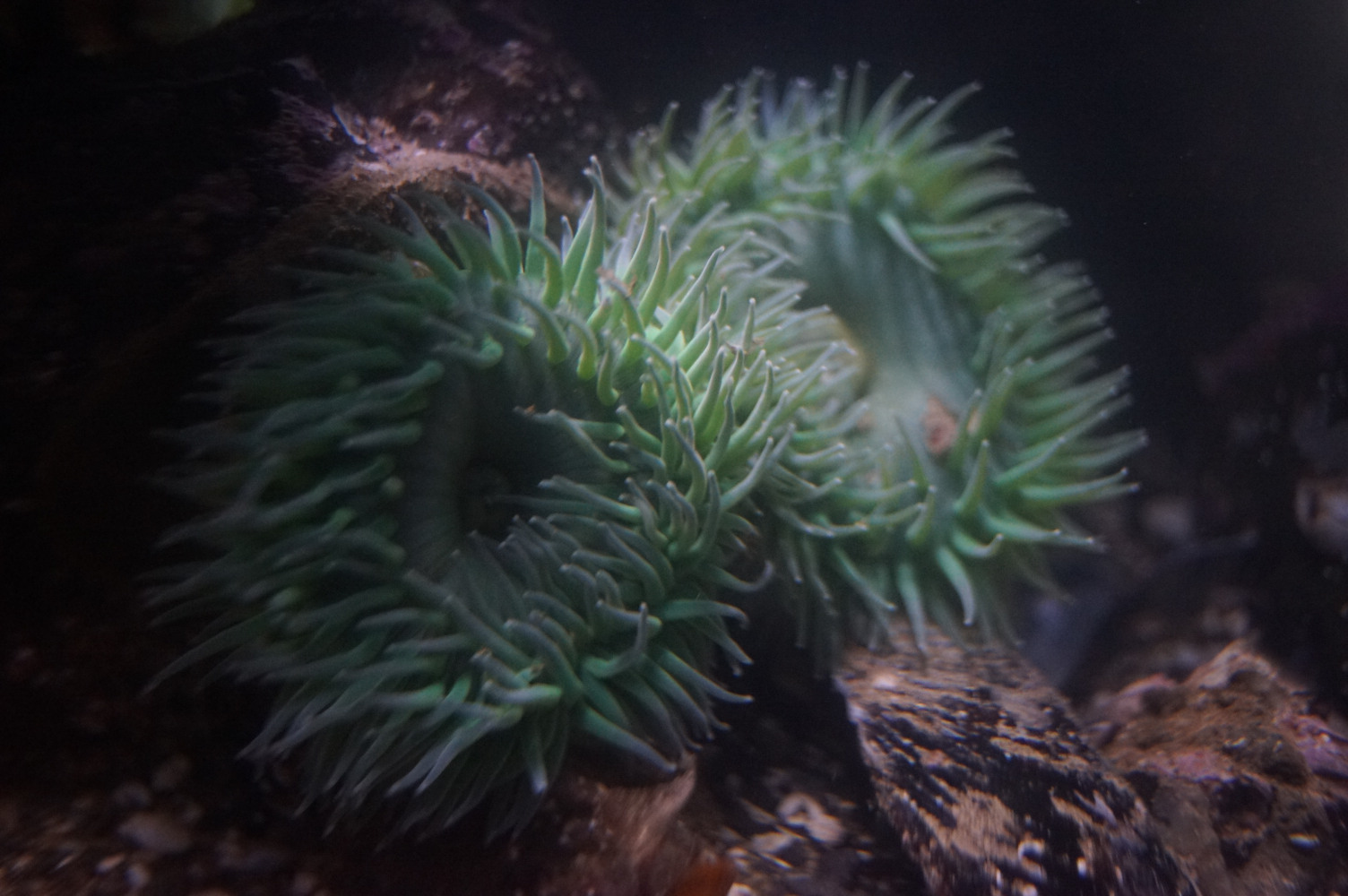 Green Sea Anemones II, Ucluelet