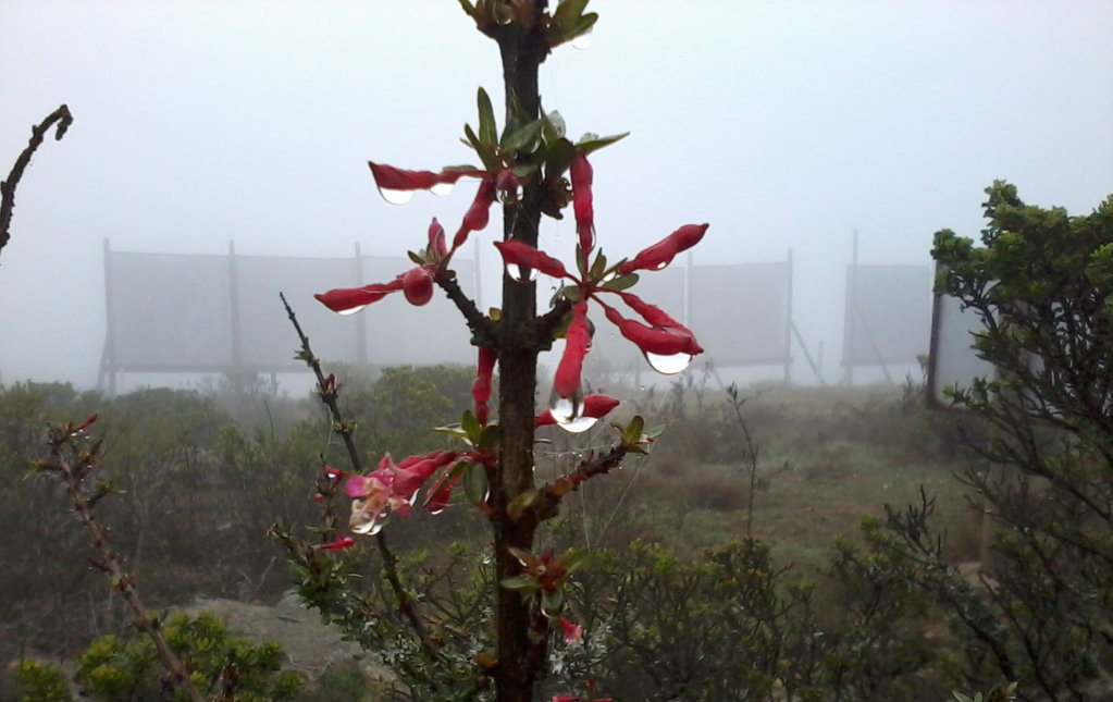 Fog catchers in Chile